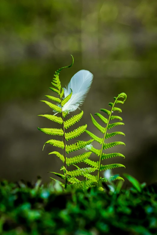 the white wing of a plant, sitting in grass