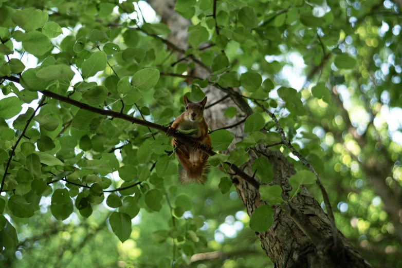 a squirrel sitting in the nches of a tree