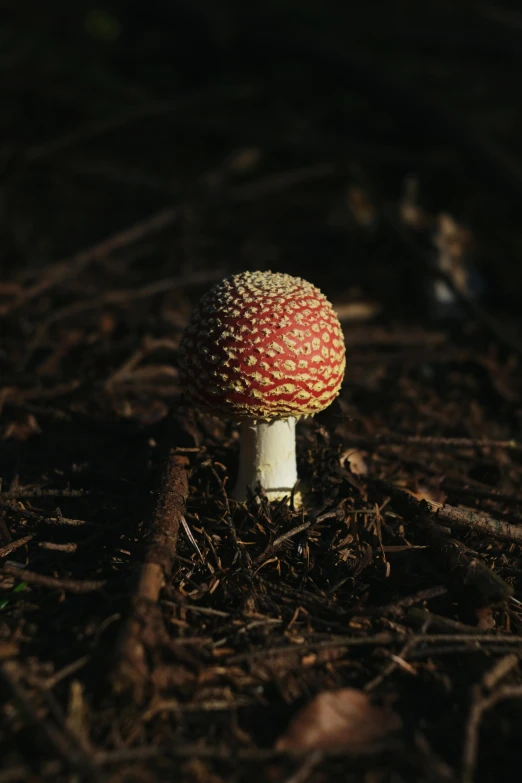 there is a small mushroom sitting in the middle of the forest