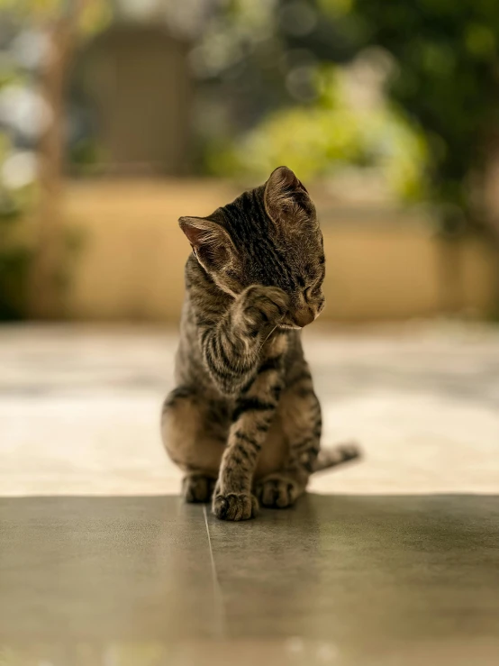 an adorable little kitten standing on its hind legs