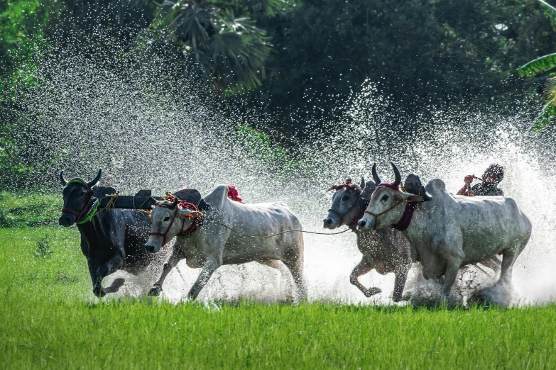 three horses running in the water splashing