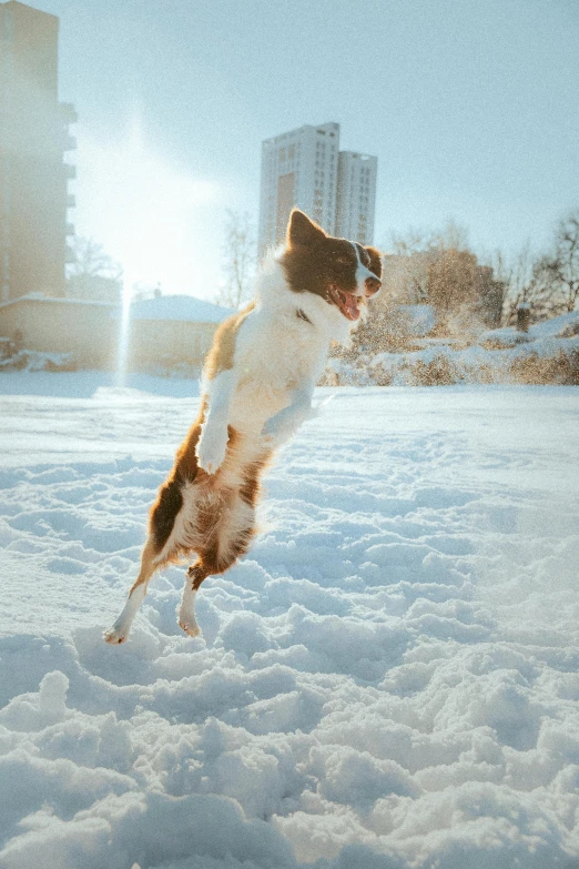 a dog is jumping up into the air on the snow