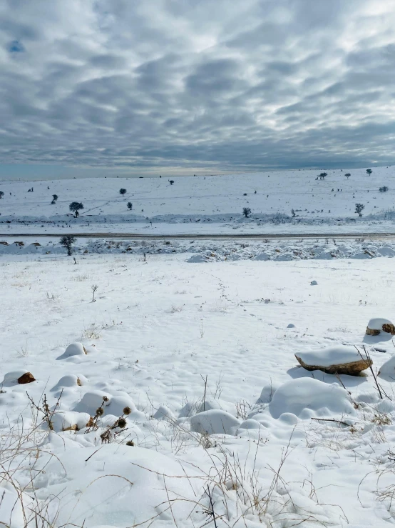 a very snowy field with some dead trees