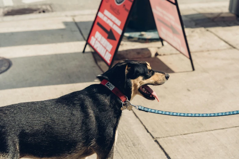 a black dog standing on a sidewalk next to a sign