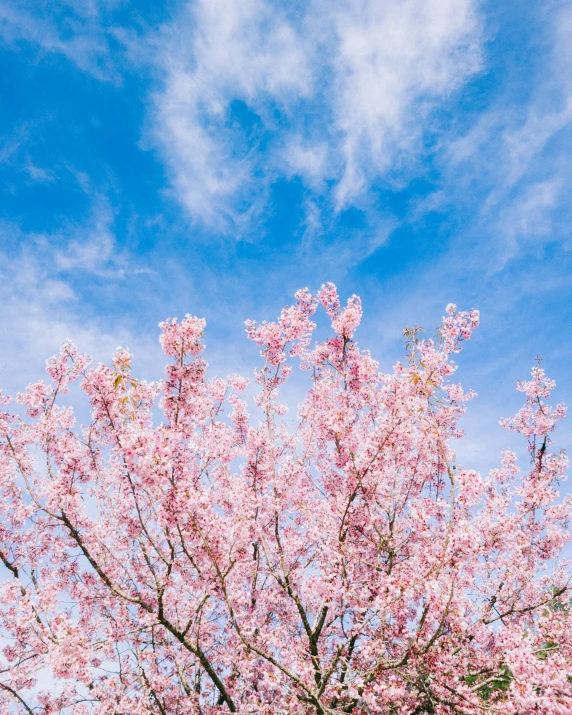 pink flowering tree and green grass against the blue sky