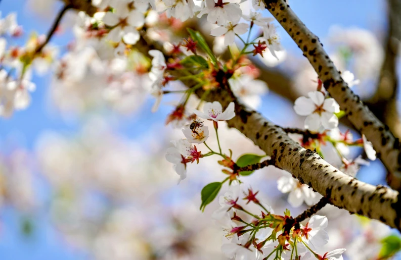 a flowered tree nch with white and brown blossoms