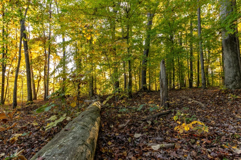 a fallen down tree in a forest surrounded by fall leaves