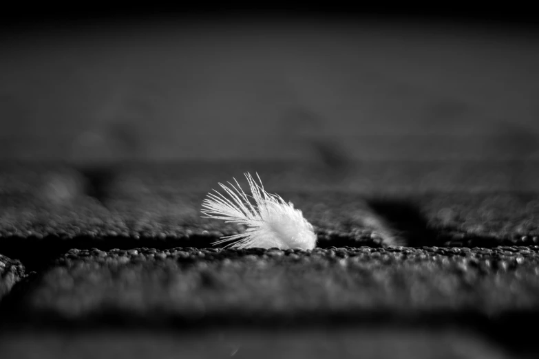 a small bird with a long feather sits on the ground