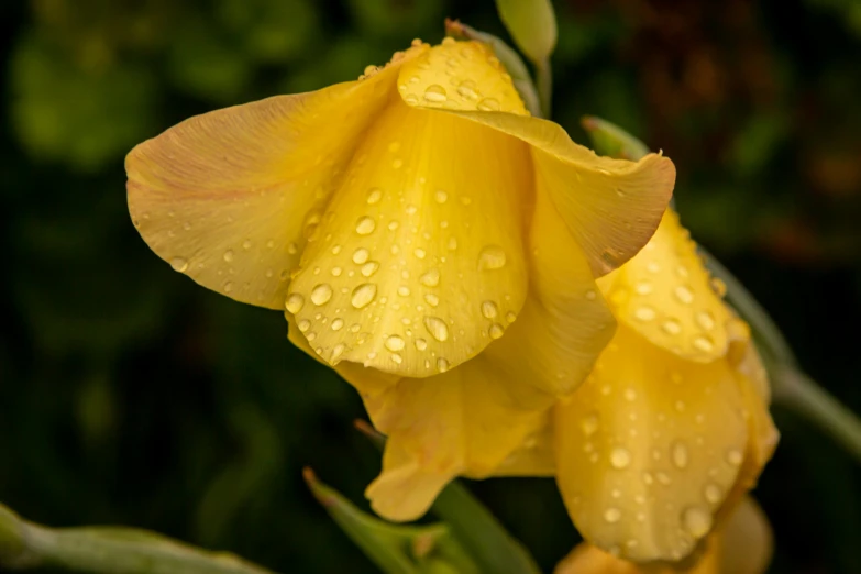 some yellow flowers with water droplets on them