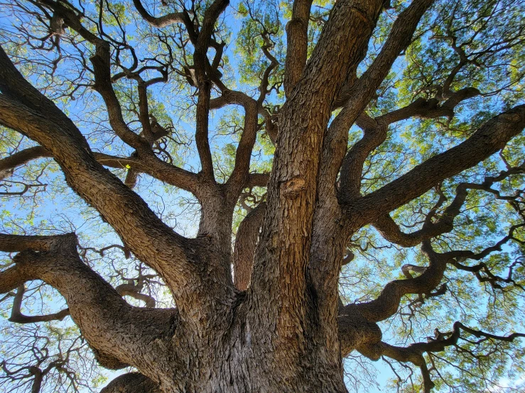 a large tree that has many nches on it