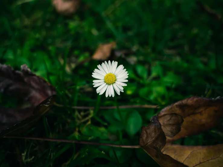 a white flower that is in the grass
