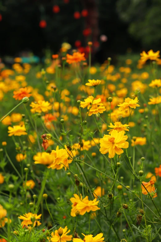 a lot of yellow and orange flowers that are in the grass