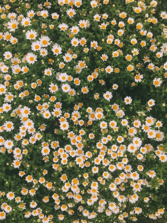 a po of a field full of daisies