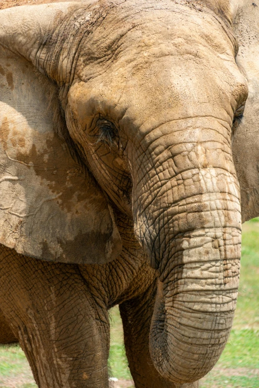 a close up of the face and trunk of an elephant