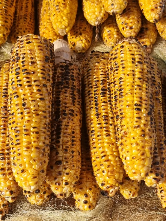 yellow corn is displayed in a group with other varieties