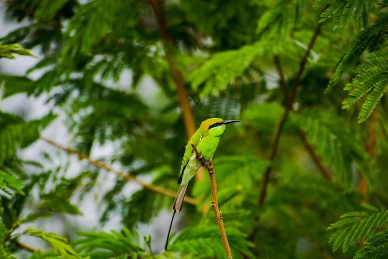 there is a green bird sitting in a tree