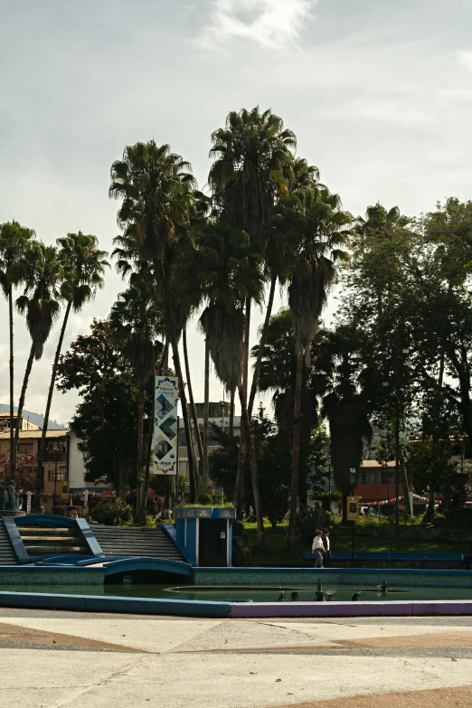 some trees and a person on skate board