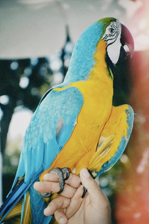 an image of a colorful bird being held up by someone