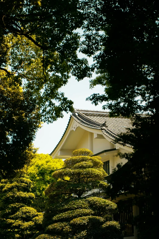 a tree sits in front of a white building