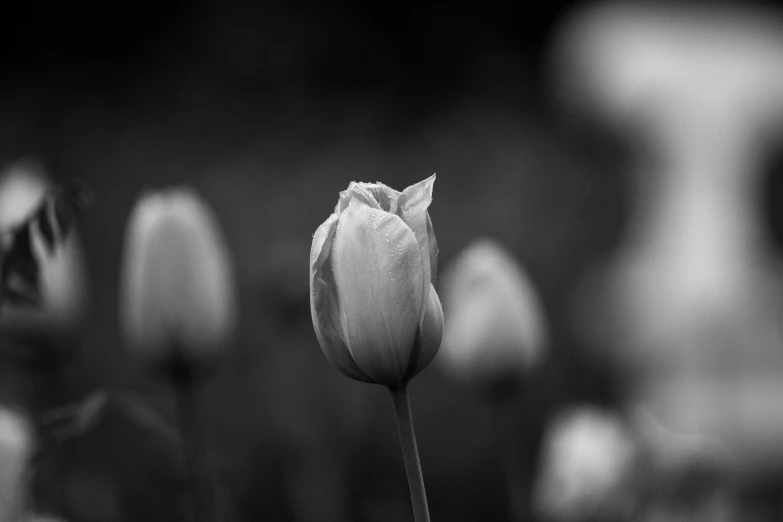 a single flower in black and white against an abstract background