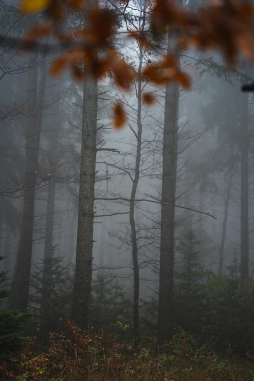 an image of foggy woods with trees
