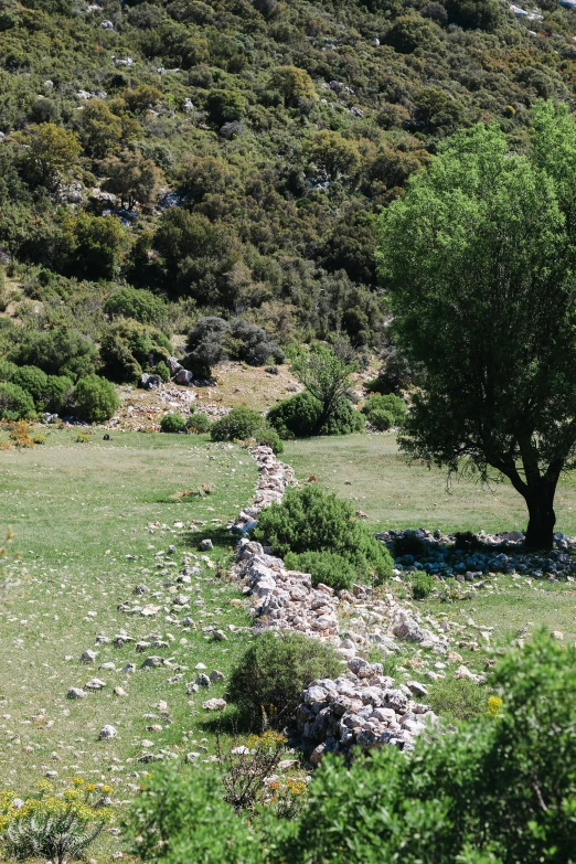 a field with a large grass field next to a tree and mountains