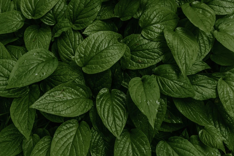 green leaves in the ground covered with water droplets