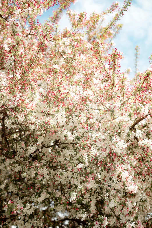 a bird perched on top of a tree filled with white flowers