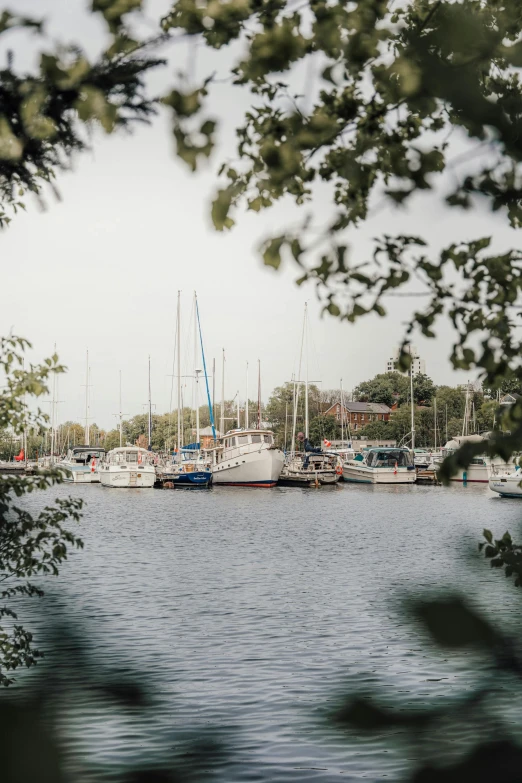 some boats are on the water and there are trees