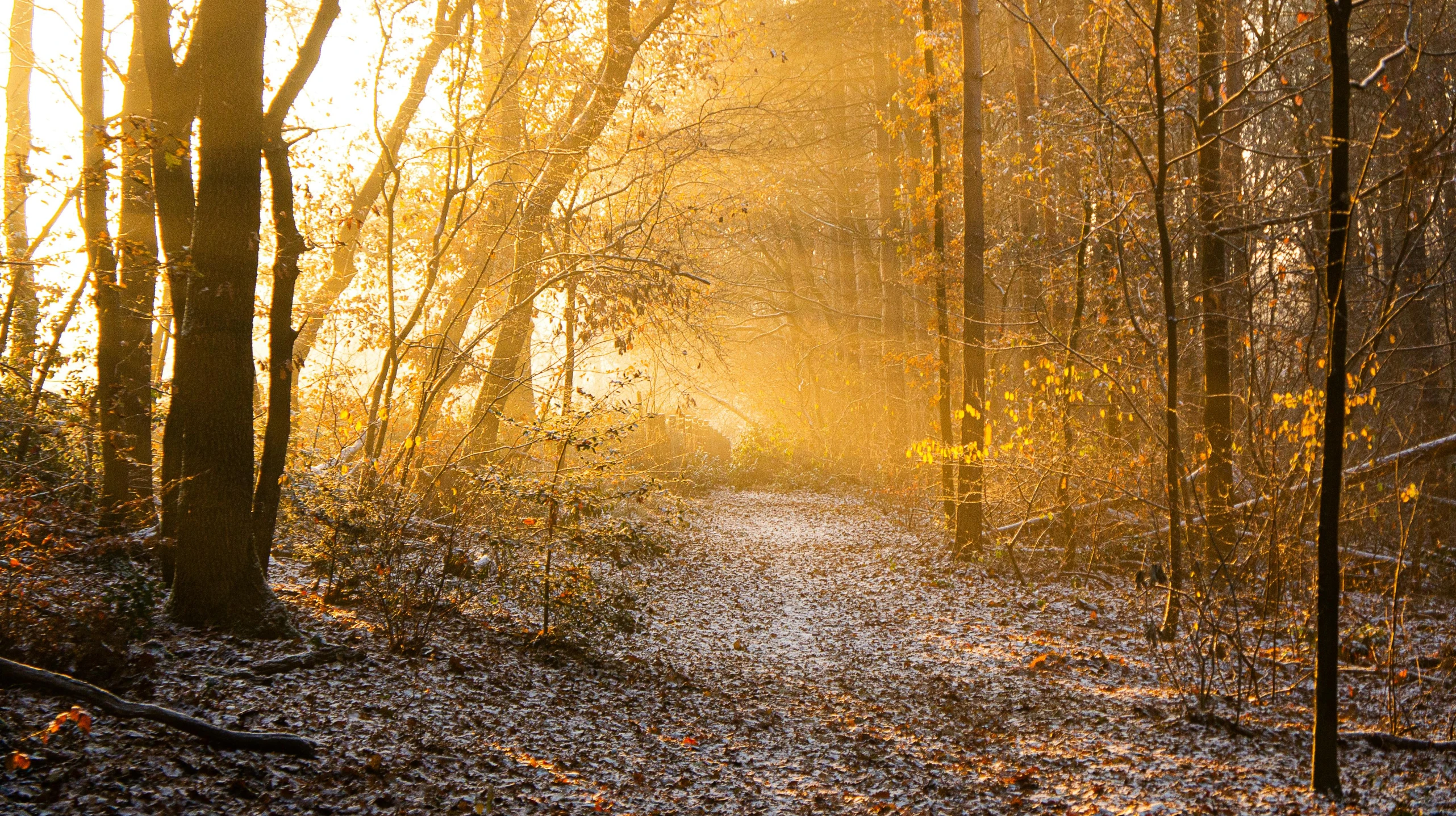 a path in the forest with the sun shining through