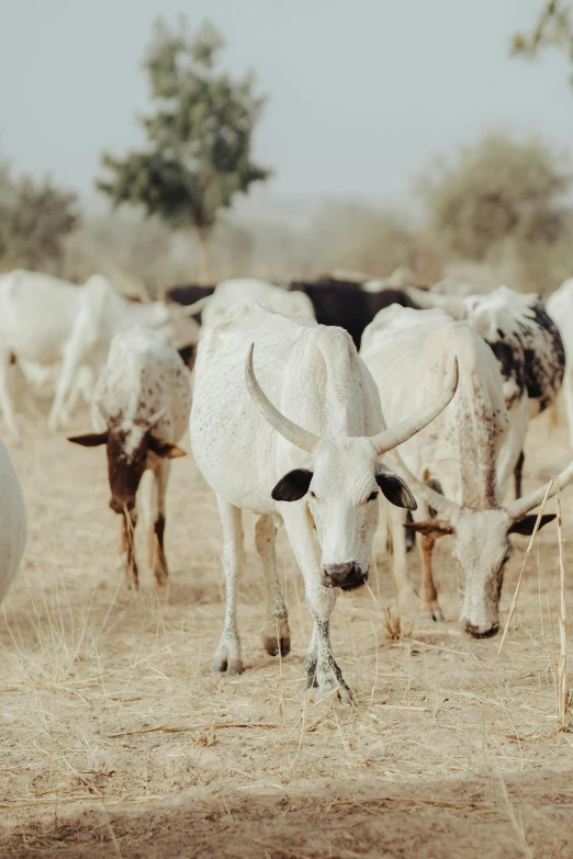 there are many cattle standing in the dirt