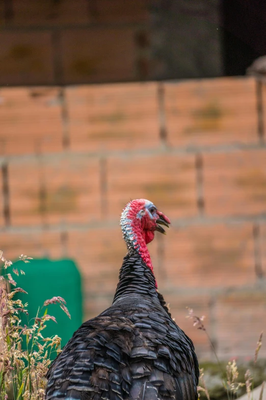 a big wild turkey in the middle of some weeds