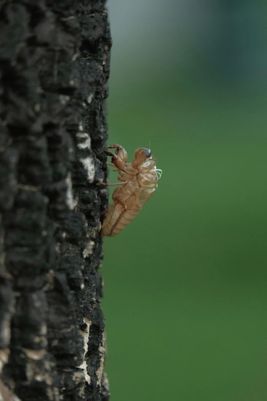 a tiny insect standing on the side of a tree