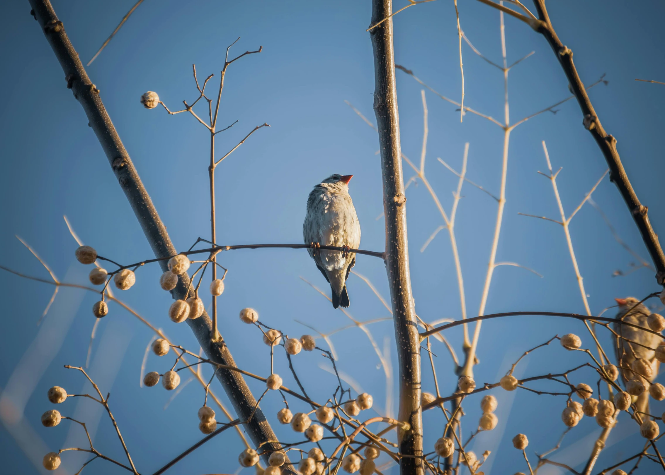 a white bird sitting on a bare tree nch