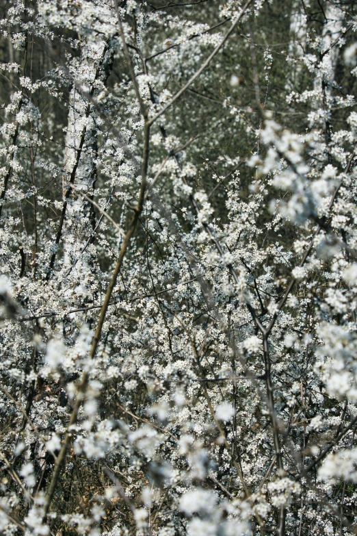 snowy flowers are growing in the wild