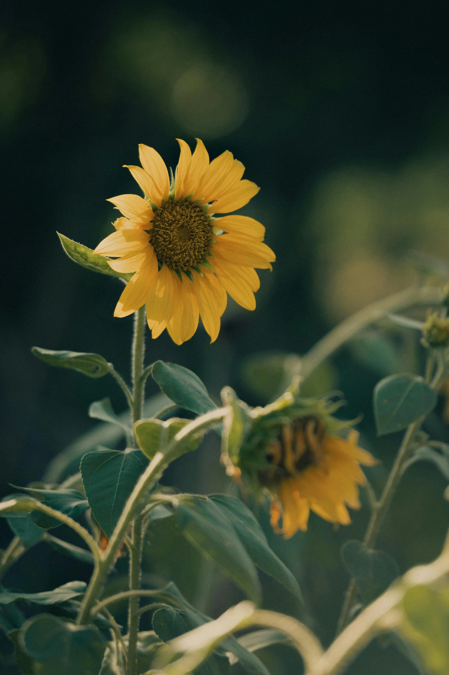 a sunflower is blooming and there is no image on it