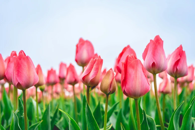 a field full of pink flowers is shown