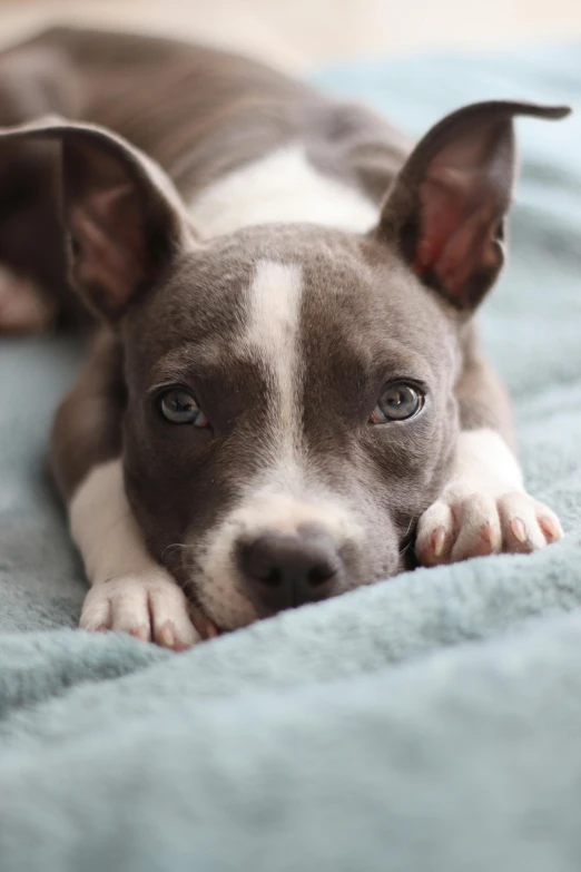 a little dog laying on a blue blanket