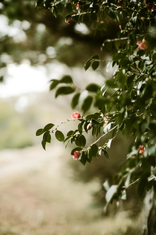 the view through trees shows pink and green leaves