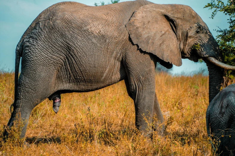 an adult elephant standing next to a baby elephant