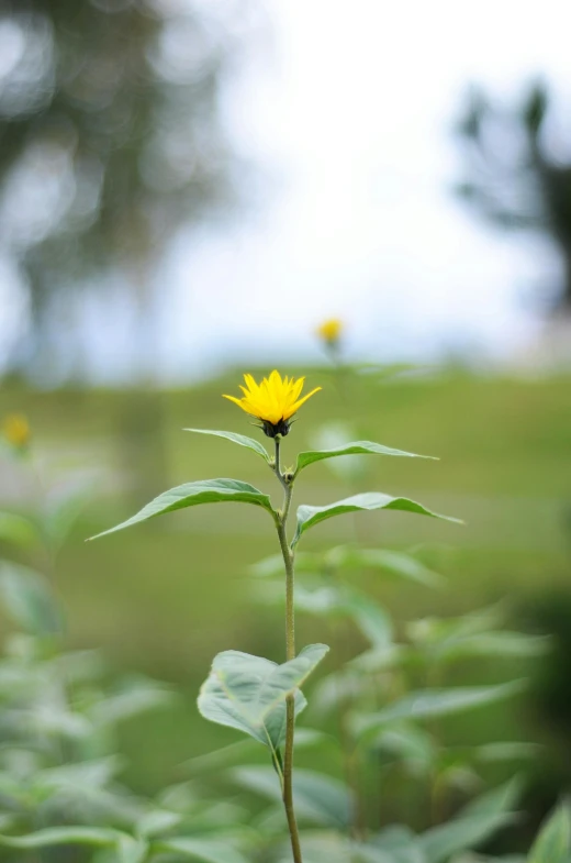 there is a single flower that is on the stalk