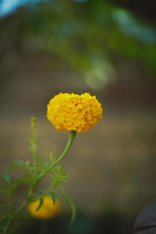 a yellow flower that is sitting in a vase