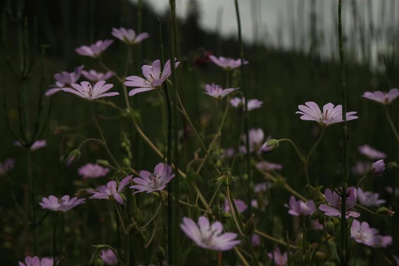 wildflowers in the foreground, with an airplane in the background