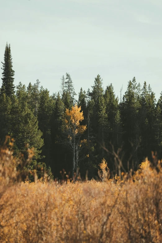 a horse is standing alone in a large field