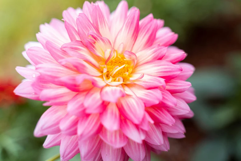 a pink flower with bright yellow center in a garden