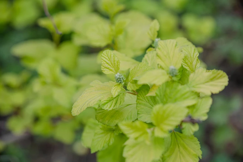 a close up of a green plant in bloom