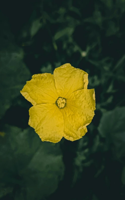 a yellow flower in the middle of a green grass