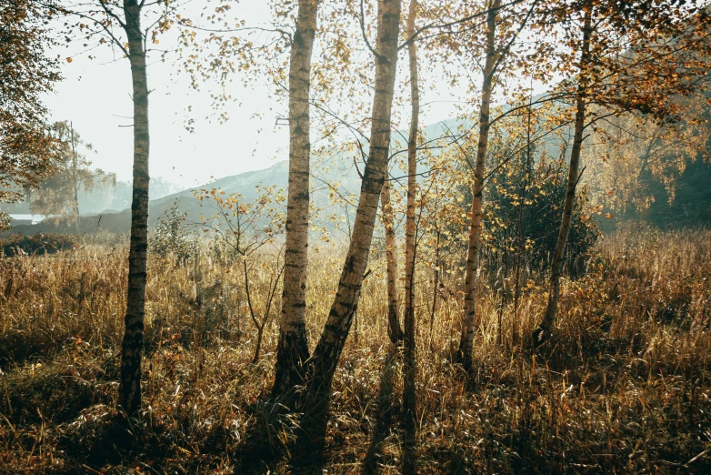 an area that is heavily overgrown and not busy with trees