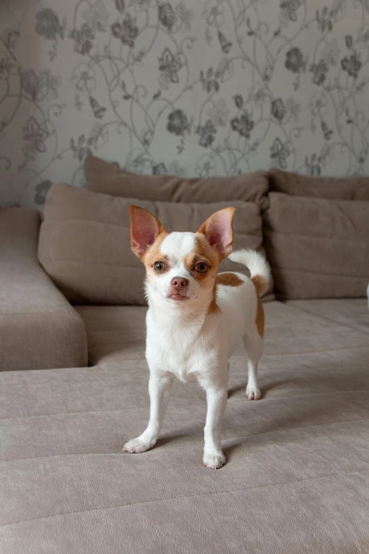 the small dog is standing next to the couch