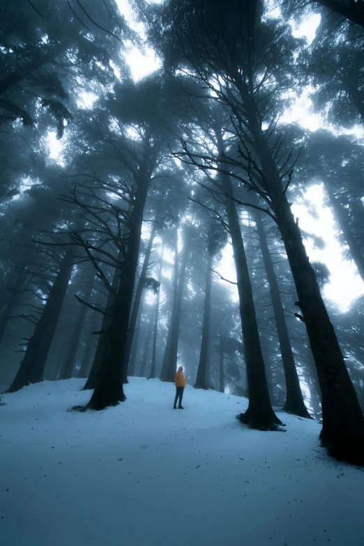 a person standing between two large trees in a forest